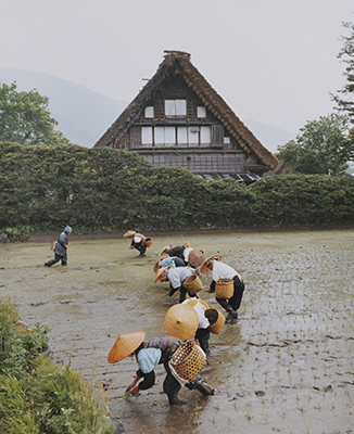 田植え